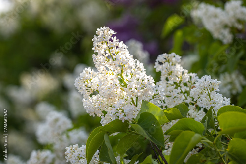 Spring background art with white lilac flowers