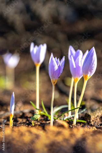 Crocus pulchellus or hairy crocus early spring purple flower after the wildfires, nature reborn