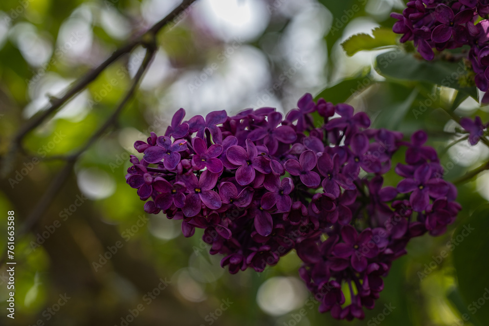 Spring background art with Purple lilac flowers Spring background art with Purple lilac flowers