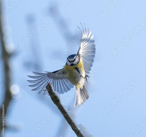 Blue Tit flying with spread wings