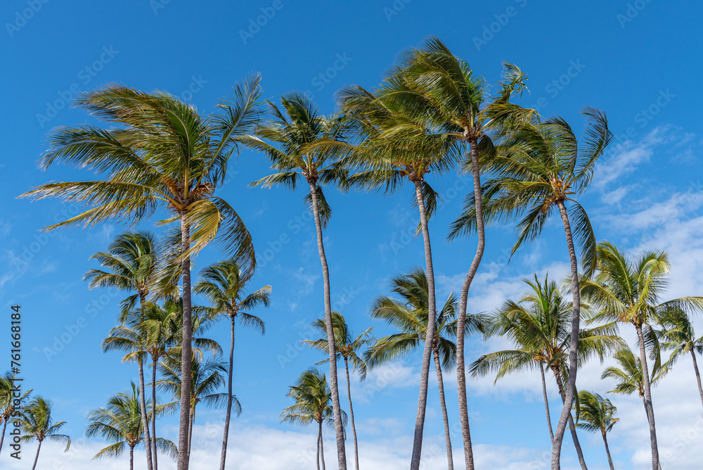 Palm trees blowing in wind in blue sky