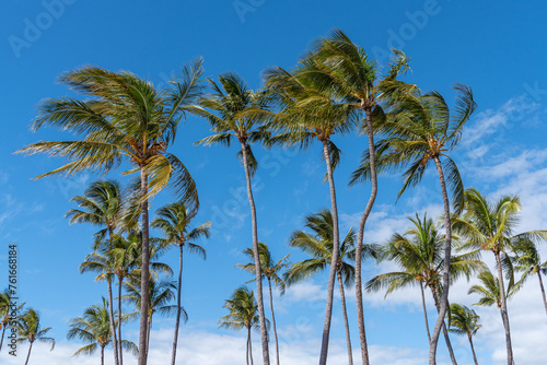 Palm trees blowing in wind in blue sky