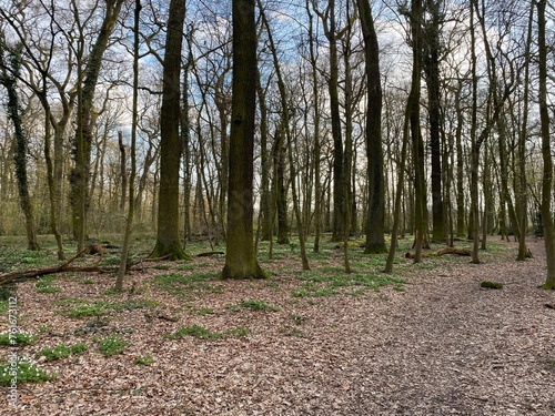 Frankfurt city forest in early spring photo