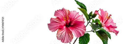 Delicate hibiscus flowers and green leaves on a neutral background  art deco style horizontal banner with space for concept