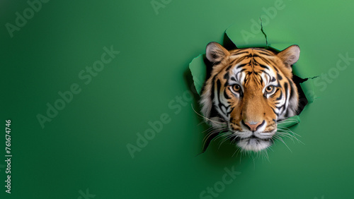 A captivating close-up of a tiger's face framed by a torn green paper backdrop, implying concentration and intent