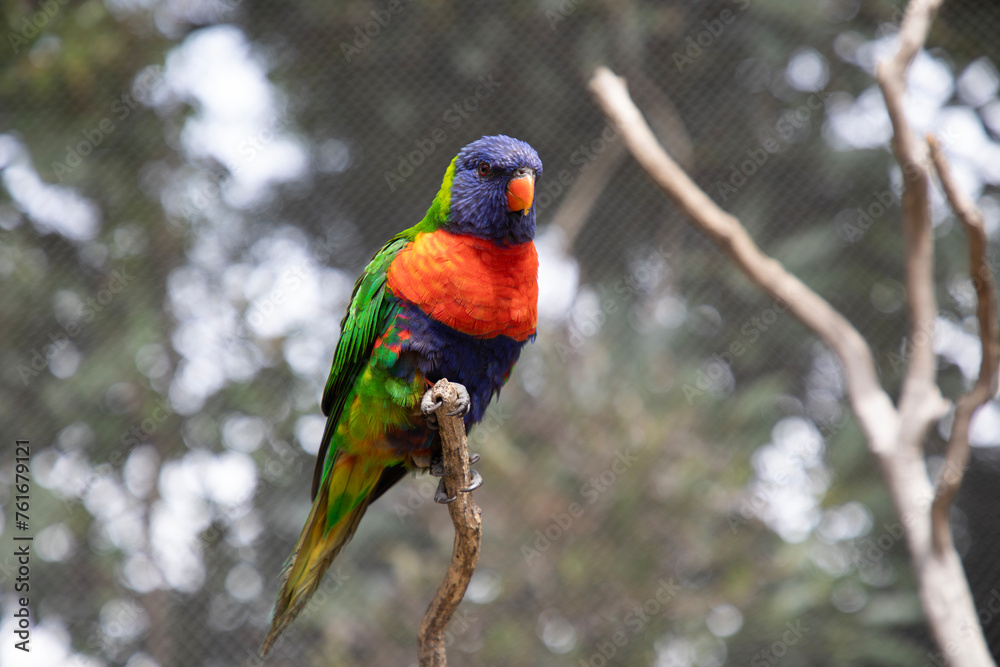 Naklejka premium rainbow lorikeet perched on a branch