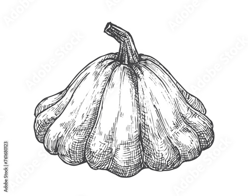 Squash Hand Drawn Vegetable Vector Illustration. Natural Vegan Plant Based Farm Food Doodle Isolated