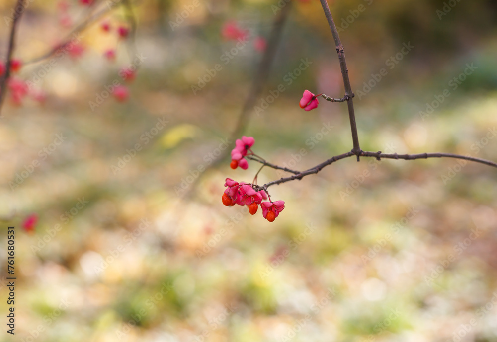 purple flowers of the birch bark in the autumn park on a blurred background purple flowers of the birch bark in the autumn park on a blurred background