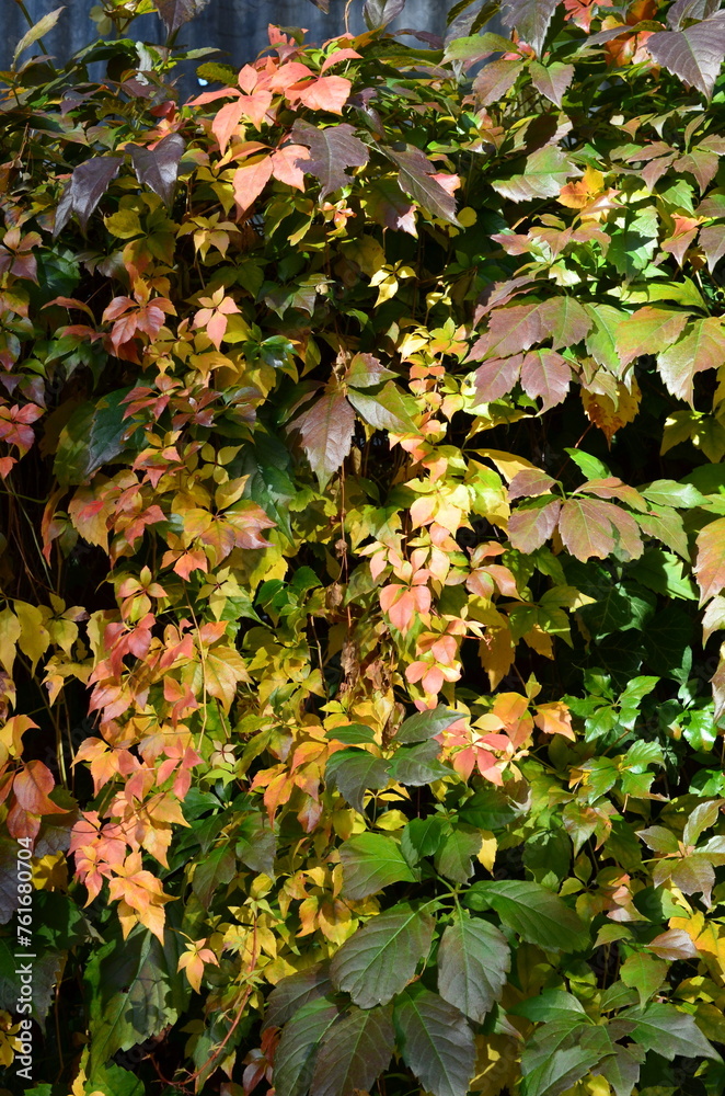 Winobluszcze przebarwione jesienią, Parthenocissus