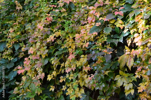 Winobluszcze przebarwione jesienią, Parthenocissus © Ewa