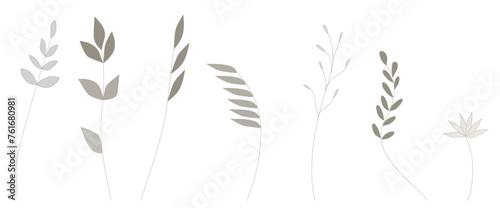 Vector set of graceful twigs with leaves, plants for compiling a herbarium.