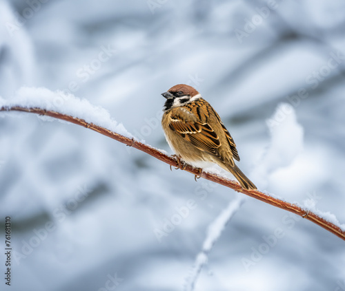 Sparrow sitting on a snow covered bush