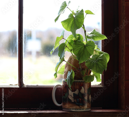 Farm wives have for centuries planted a sweet potato in fruit jars filled with water that would reward them with beautiful, green foliage during long, winter months.