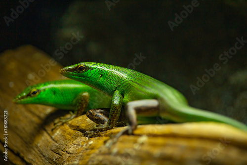 Actrive Little green lizards