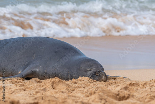 Monk seal sleeping on sandy beach near ocean © Melissa