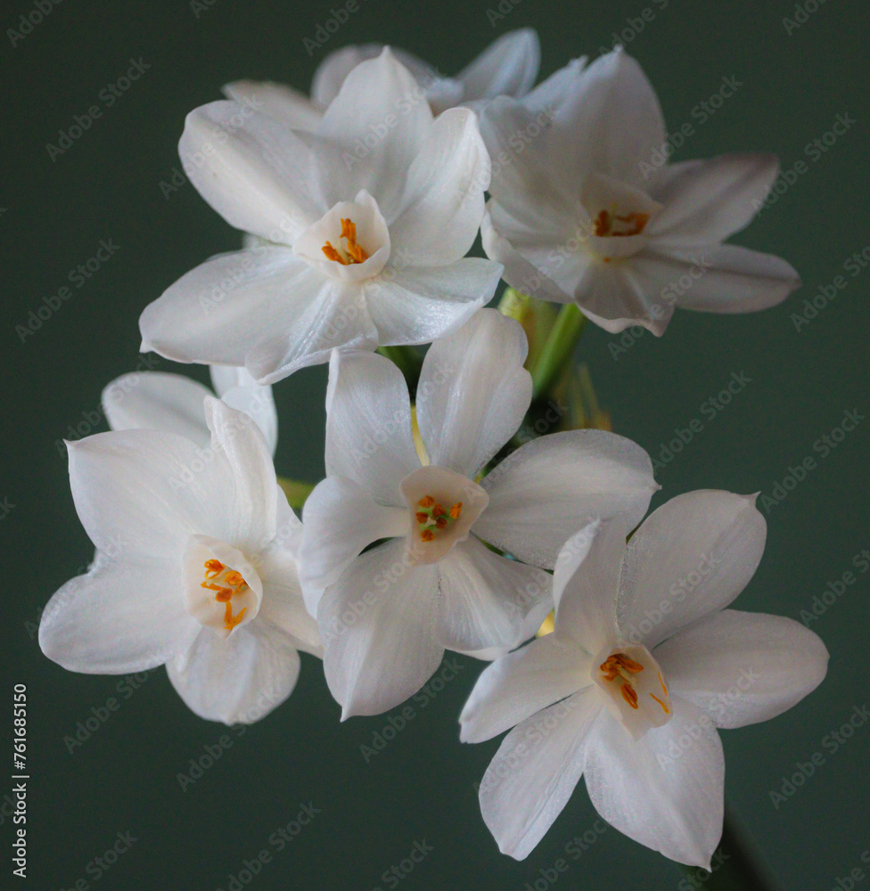 Beautiful, still life close-up of paperwhite narcissus flowers, highlighted in soft, natural light. Beautiful, still life close-up of paperwhite narcissus flowers, highlighted in soft, natural light.