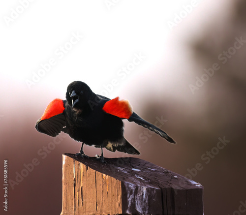 Red-winged Blackbird in full voice and display. A spring occurrence all over the United States. 