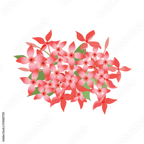 Ixora flower  plant vector illustration  (ID: 761687781)
