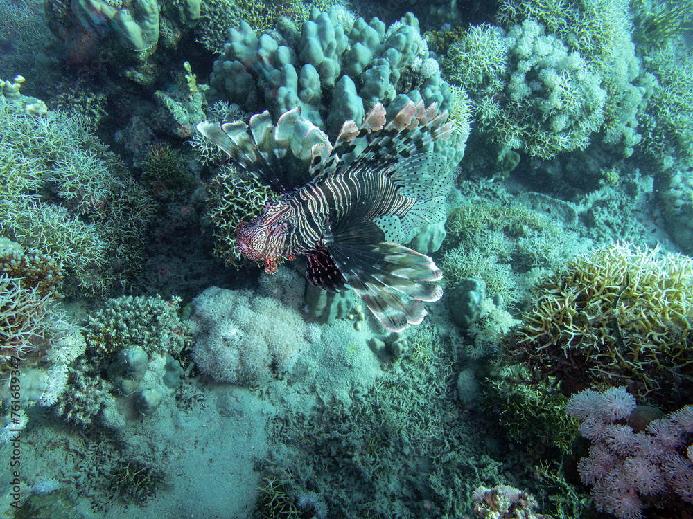 Pacific lionfish in the coral reef during a dive in Bali