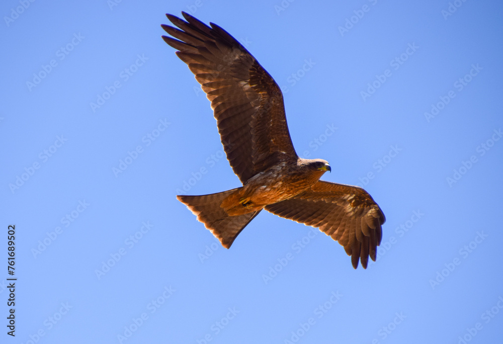 Obraz premium A black kite flies in a national park in Zimbabwe