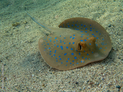 Blue spotted rays in the coral reef during a dive in Bali