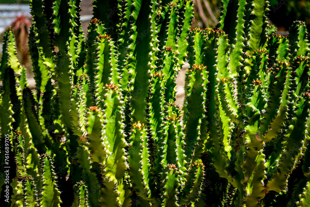 Different Cactus Plants on Gran Canaria Island Spain. Different Cactus Plants on Gran Canaria Island Spain.