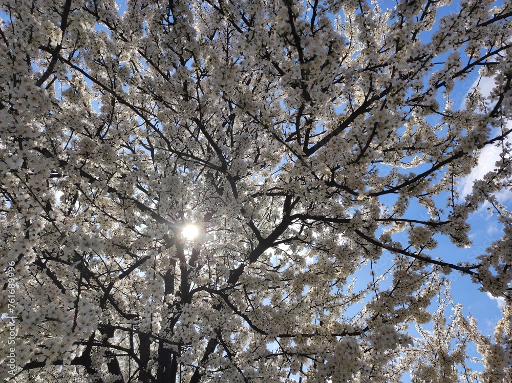 Plum (Prunus) tree blossoms against the sun and blue sky, closeup