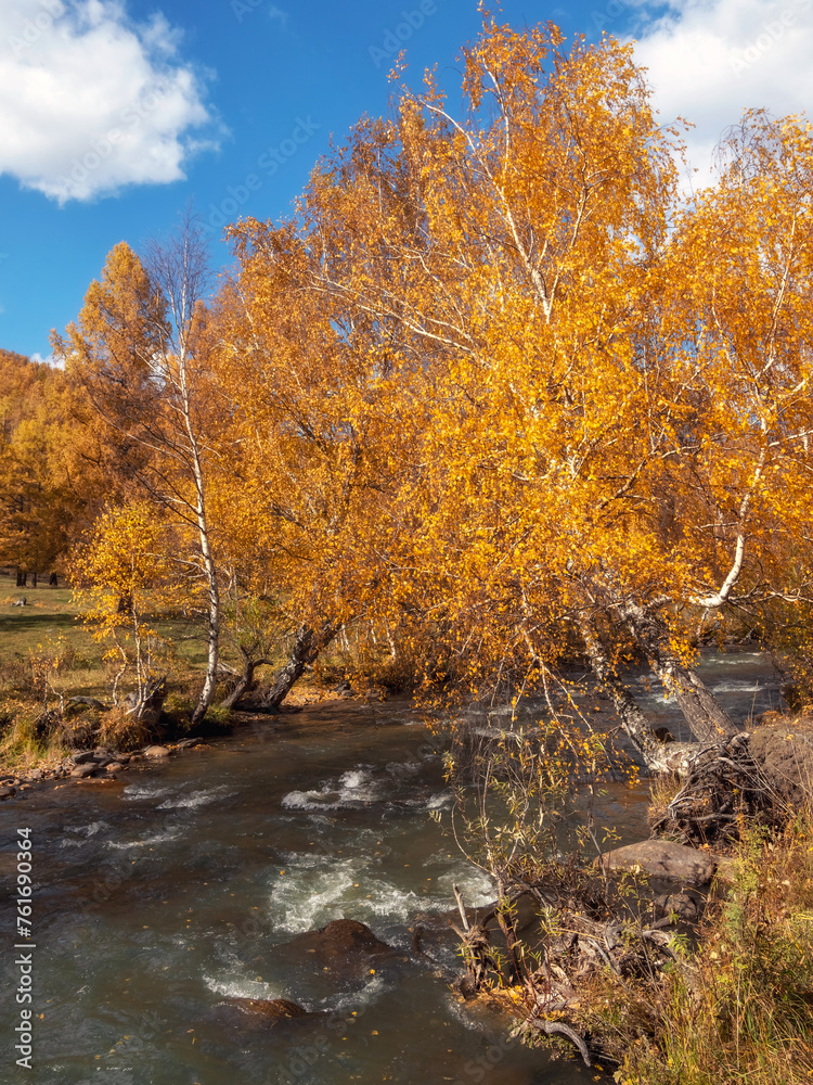 sunny autumn, golden birch over a stormy river