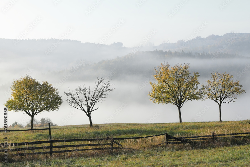 Four fruit trees in autumn. In the foreground is an old wooden fence, in the background is a forest in the fog.