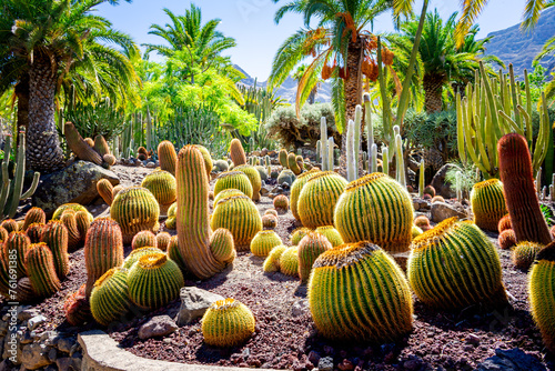 Different Cactus Plants on Gran Canaria Island Spain.