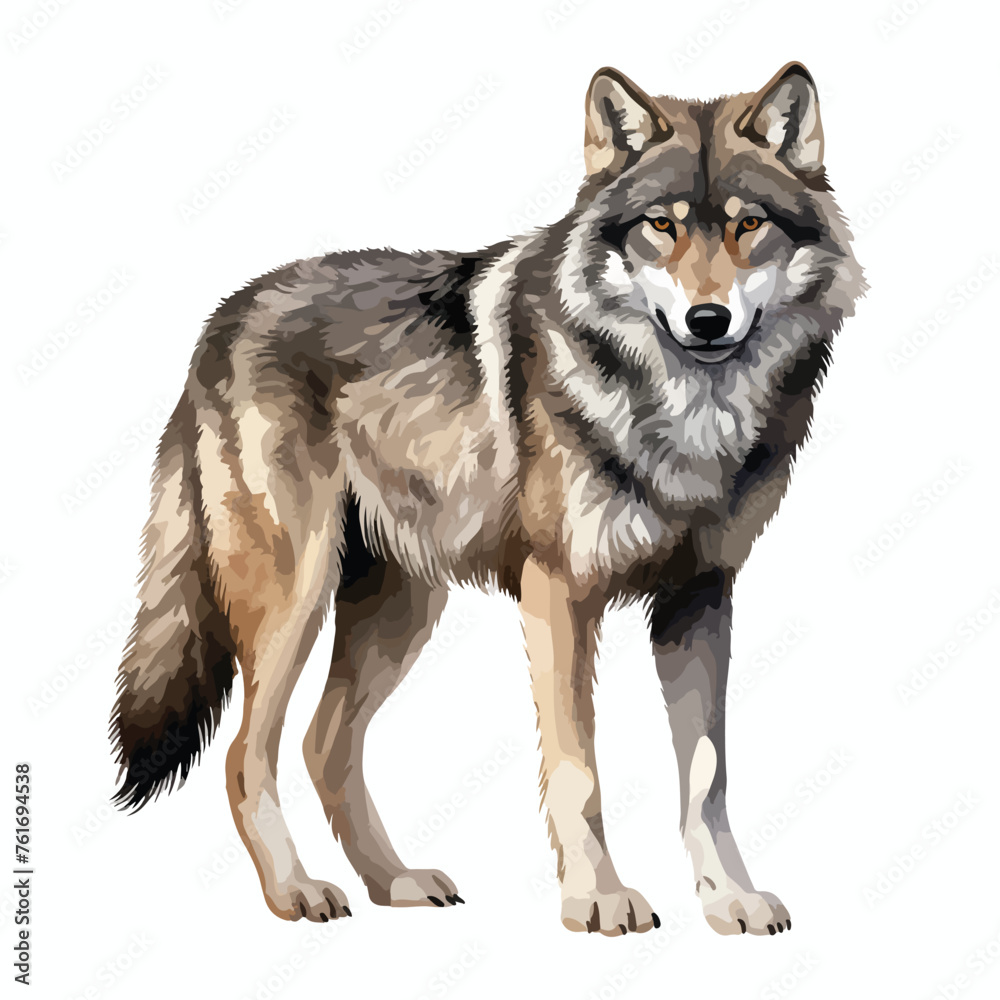 Wolf Clipart Clipart isolated on white background --v