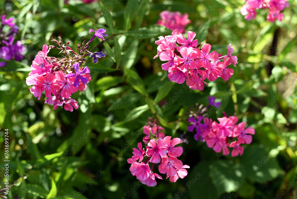 pink flowers in the garden pink flowers in the garden