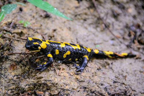 Fire Salamander in the forest