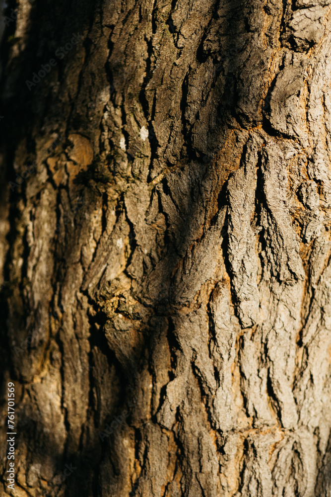 tree covered with moss in the forest. texture of wood and moss tree covered with moss in the forest. texture of wood and moss