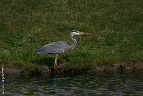 Great Blue Heron standing by the Lake in Indianapolis, Indiana, US