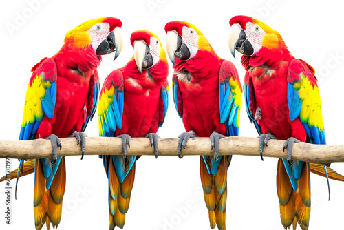 Vibrant Macaws Perched on a Branch
