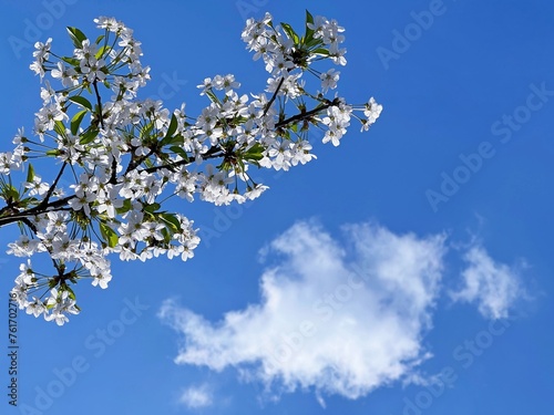 Spring white flowers cherry blossom on blue sky 