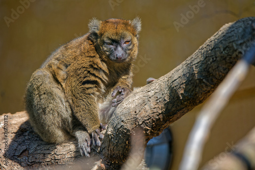 The bamboo lemurs or gentle lemurs are medium-sized primates that live exclusively on Madagascar