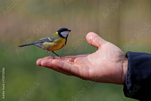 Feeding the birds in the hands © Pierre-Jean DURIEU