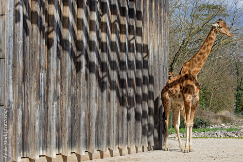 A giraffe and shadows on the wall of its home in the park