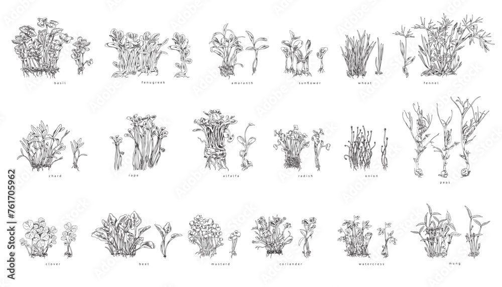 Set of hand drawn monochrome bushes of micro-green sketch style - obrazy, fototapety, plakaty 