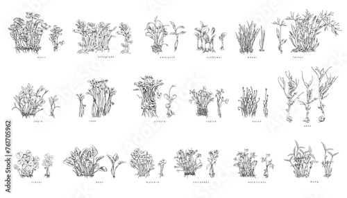 Set of hand drawn monochrome bushes of micro-green sketch style