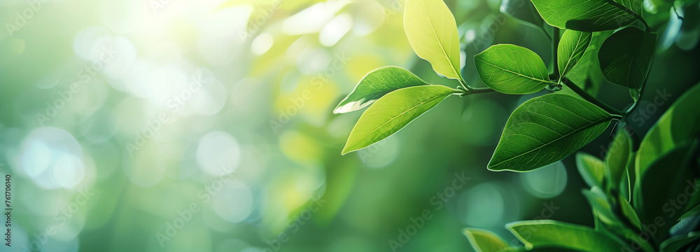 green leaves in garden growing in wild with sunlight, panorama, copy space