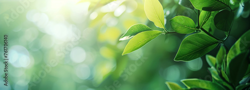 green leaves in garden growing in wild with sunlight  panorama  copy space