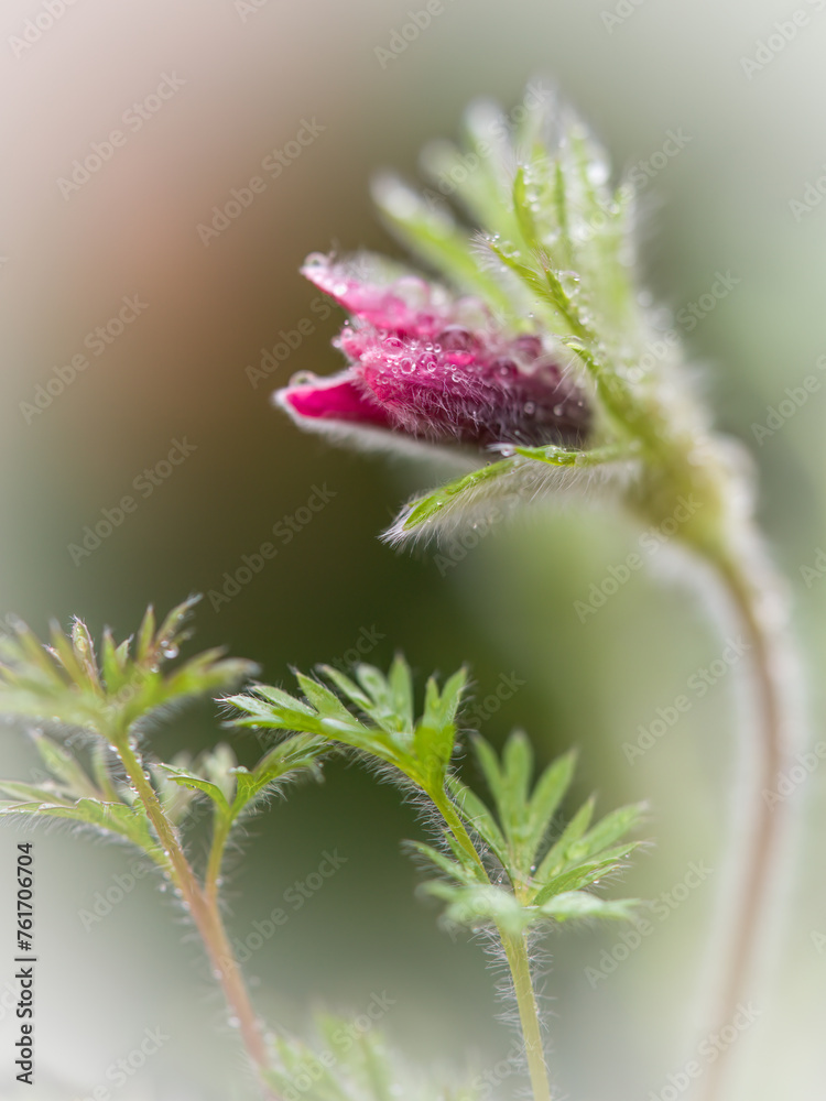 a pasqueflower, pulsatilla vulgaris, after the rain in the garden a pasqueflower, pulsatilla vulgaris, after the rain in the garden