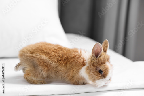 Cute fluffy pet rabbit on comfortable bed indoors