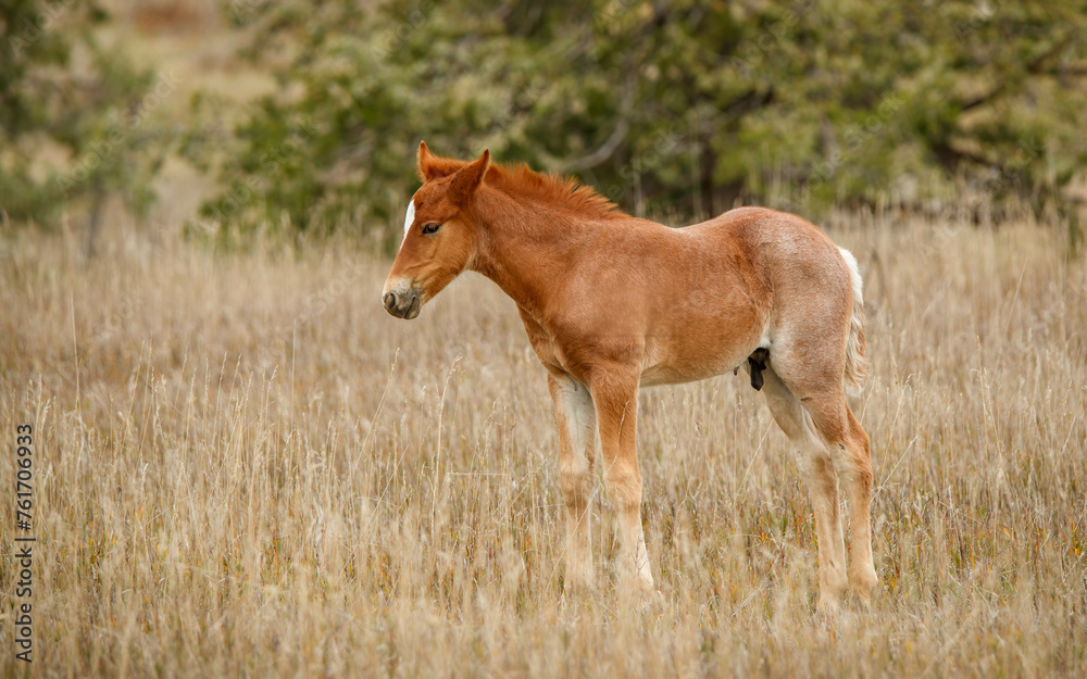 Wild horses in autumn meadow Wild horses in autumn meadow