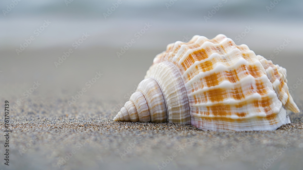Serene Seashell, Capturing Nature's Delicate Harmony Serene Seashell, Capturing Nature's Delicate Harmony
