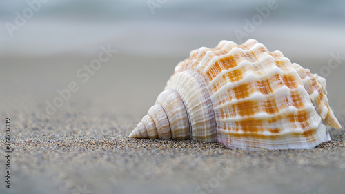 Serene Seashell, Capturing Nature's Delicate Harmony