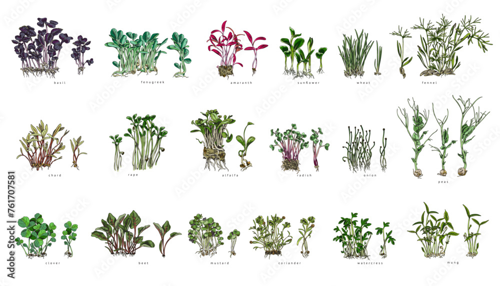 A set of different microgreens with names. - obrazy, fototapety, plakaty 